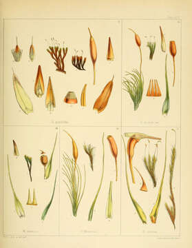 Image de Schlotheimia angulosa Dixon 1937