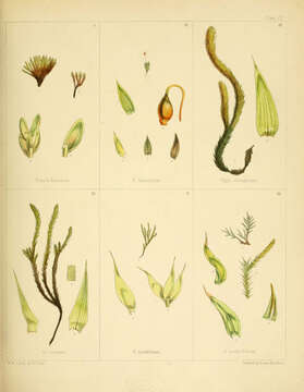 Image of Bryum blandum J. D. Hooker & Wilson 1844
