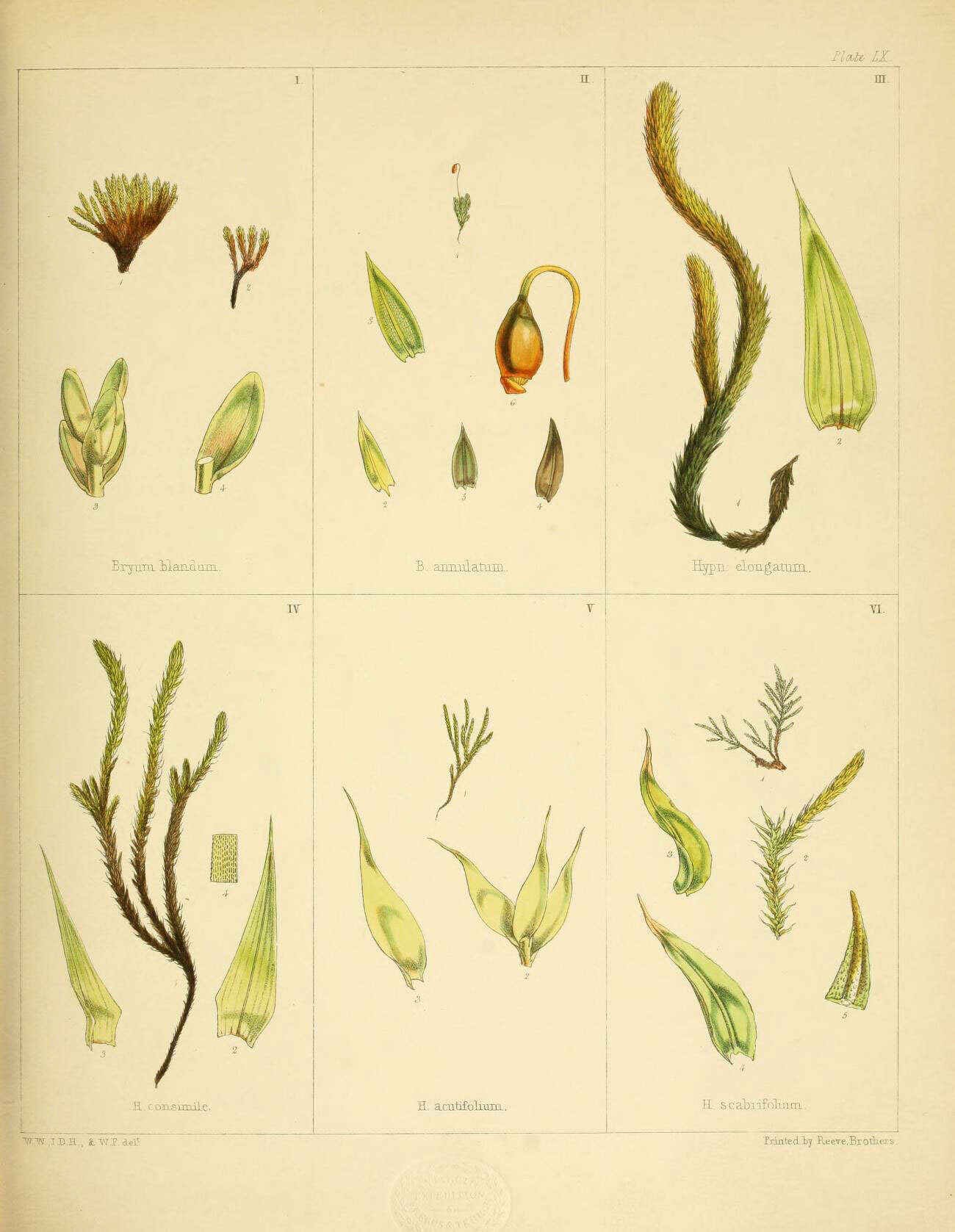 Image de Bryum blandum J. D. Hooker & Wilson 1844