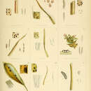 Image of Hendersonia microsticta Berk. 1845