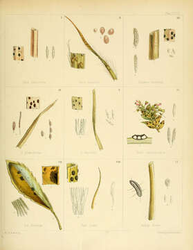 Image of Hendersonia microsticta Berk. 1845