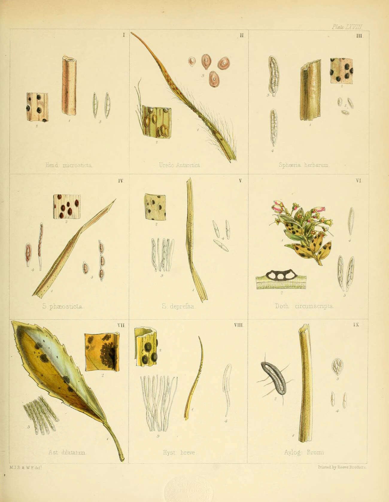 Image de Hendersonia microsticta Berk. 1845