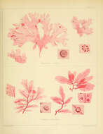 Image of Haraldiophyllum crispatum (J. D. Hooker & Harvey) Lin, Hommersand & Nelson 2007