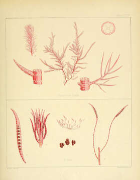 Image of Polysiphonia urceolata