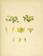 Image of Ranunculus sericocephalus Hook. fil.