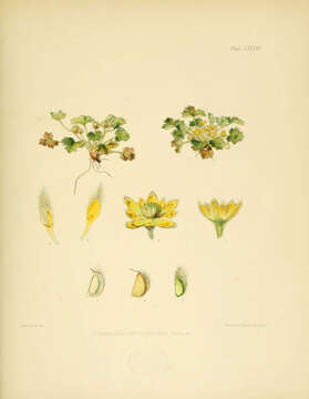 Image of Ranunculus sericocephalus Hook. fil.