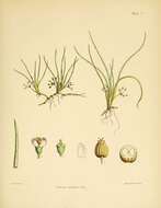 Lilaeopsis novae-zelandiae (Gand.) A. W. Hill resmi