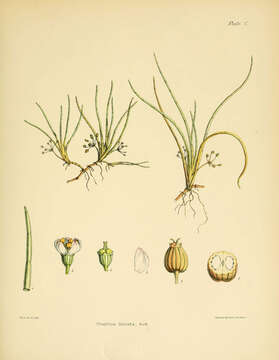 Image of Lilaeopsis novae-zelandiae (Gand.) A. W. Hill