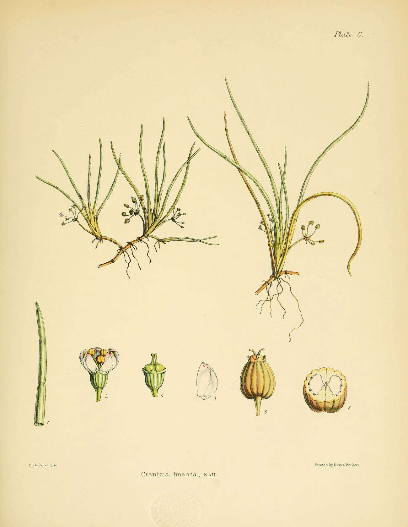 Lilaeopsis novae-zelandiae (Gand.) A. W. Hill resmi