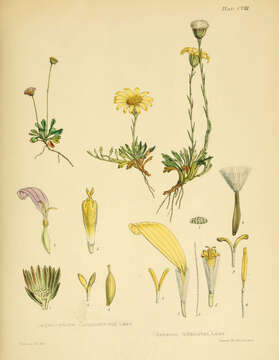 Image of Lagenophora nudicaulis (Commerson ex Lam.) T. R. Dudley