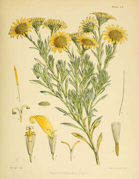 Image of Senecio littoralis Gaud.