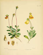 Image of Calceolaria fothergillii Soland. ex Ait.