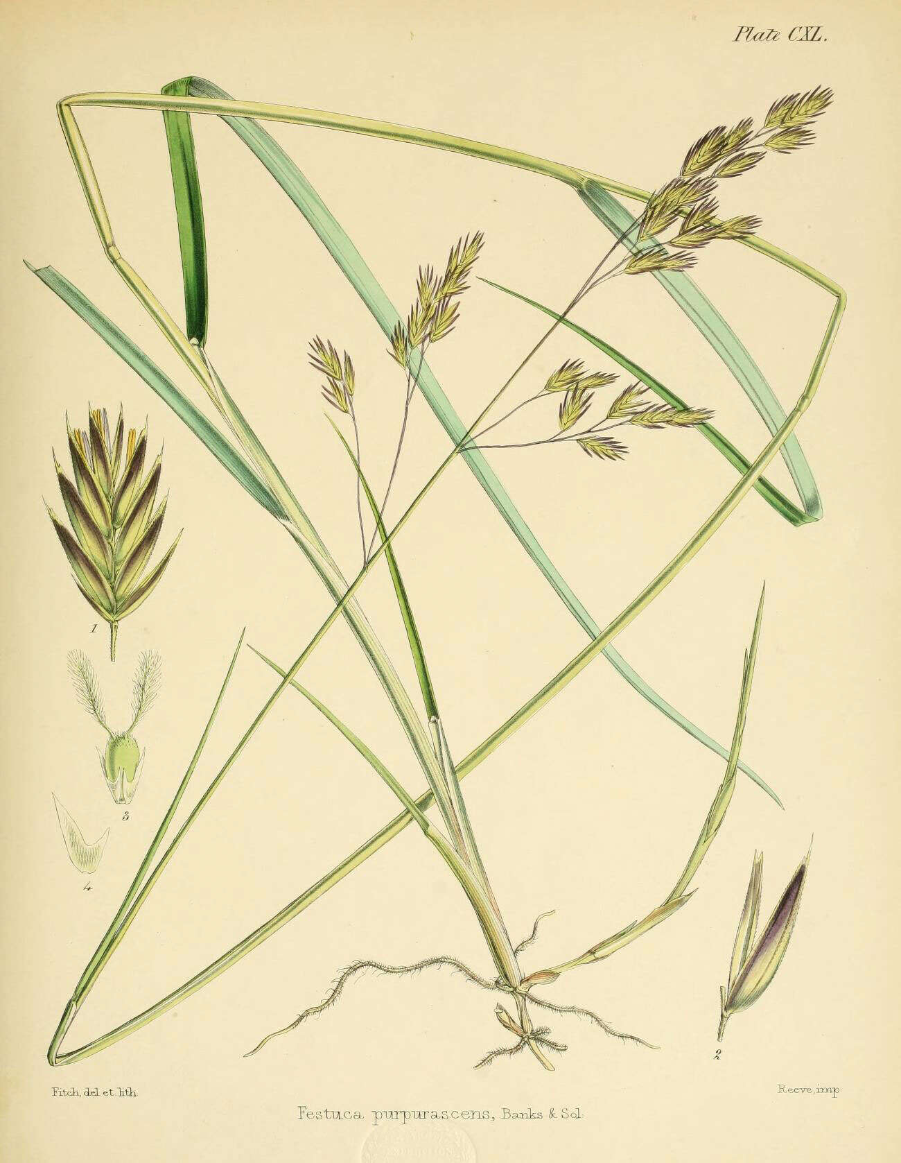 Image of Festuca purpurascens Banks & Sol. ex Hook. fil.