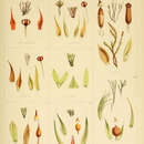 Image of Andreaea marginata J. D. Hooker & Wilson 1844