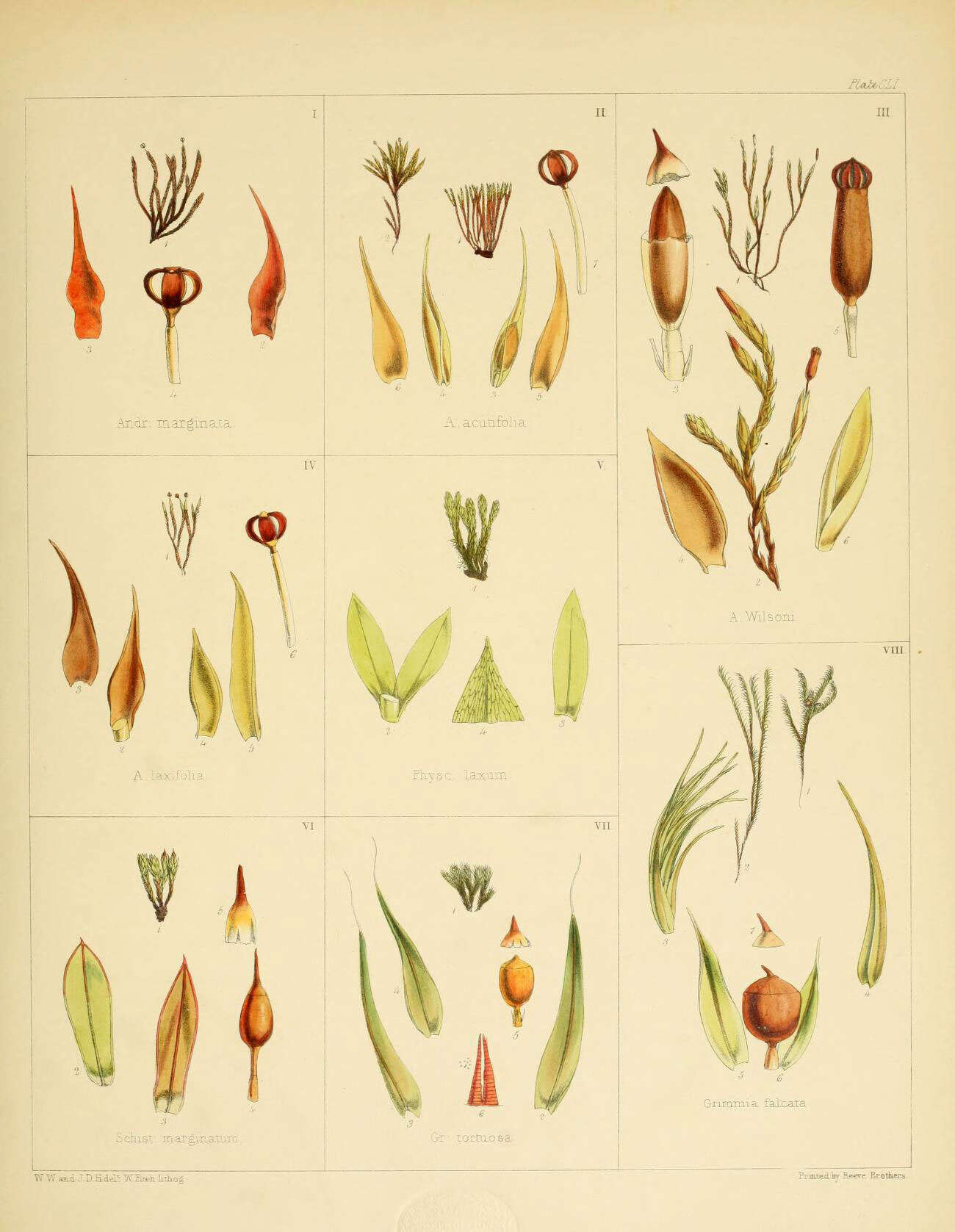 Image de Andreaea marginata J. D. Hooker & Wilson 1844