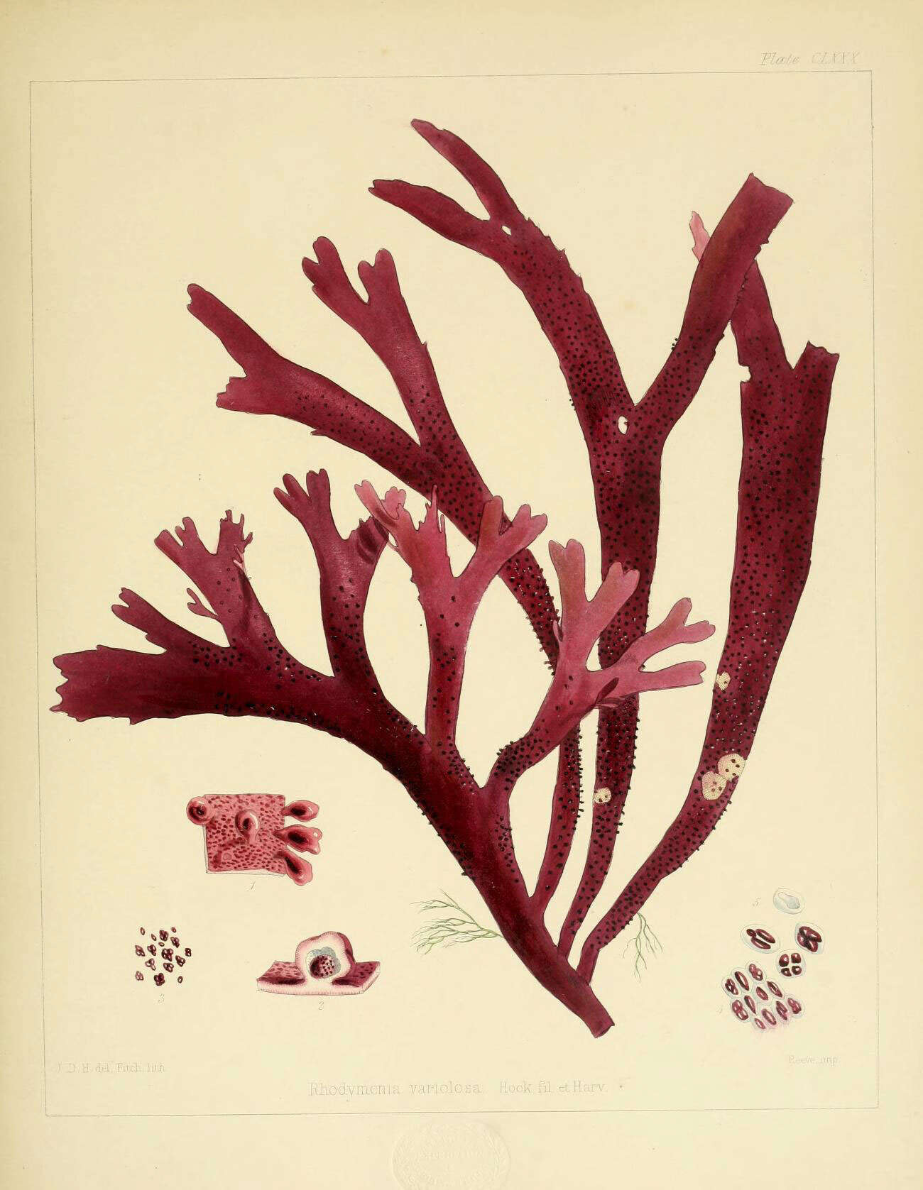 Image of Rhodymenia variolosa J. D. Hooker & Harvey 1845