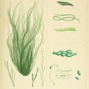 Image of Cladophora falklandica (J. D. Hooker & Harvey) J. D. Hooker & Harvey 1847
