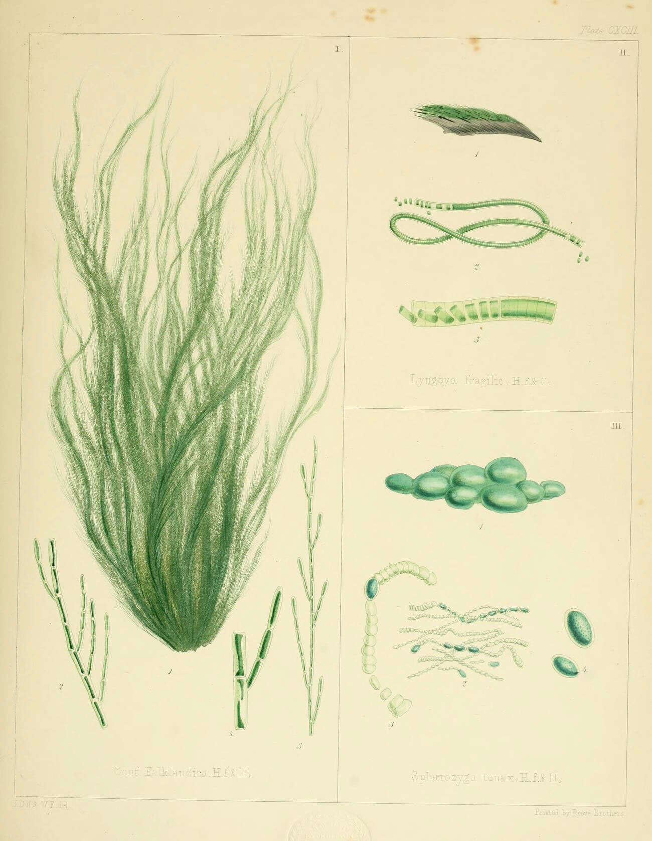 Image of Cladophora falklandica (J. D. Hooker & Harvey) J. D. Hooker & Harvey 1847