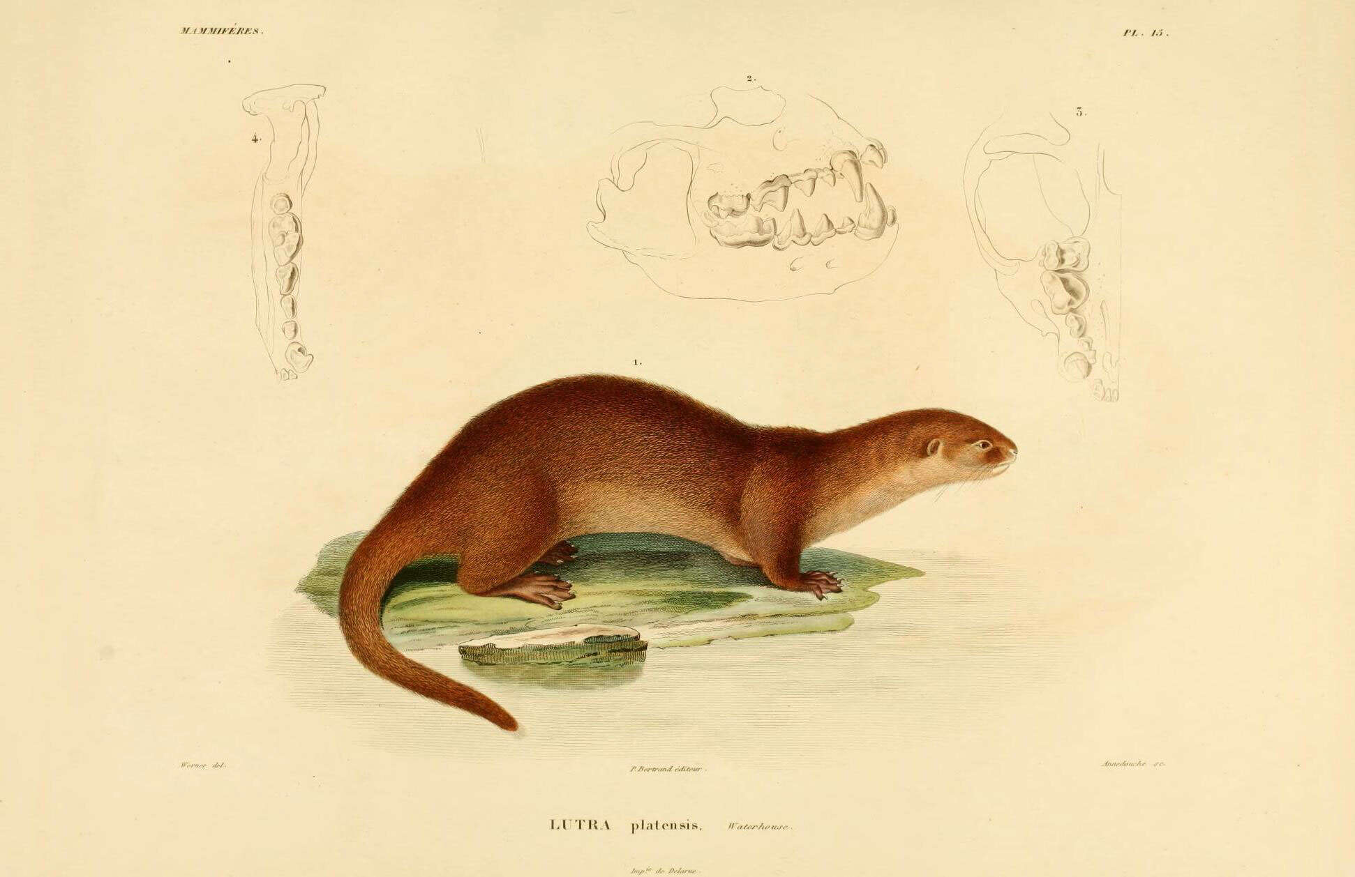 Lontra longicaudis longicaudis (Olfers 1818)的圖片