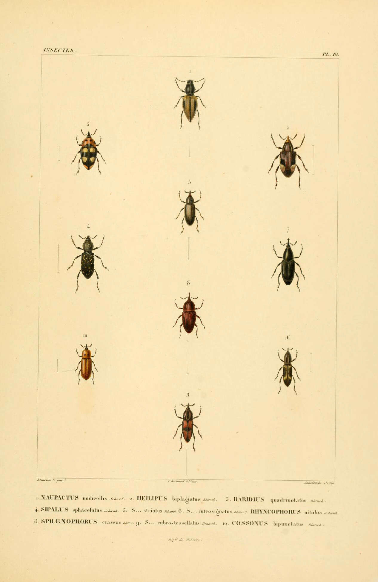Image of Teratopactus nodicollis (Boheman 1833)