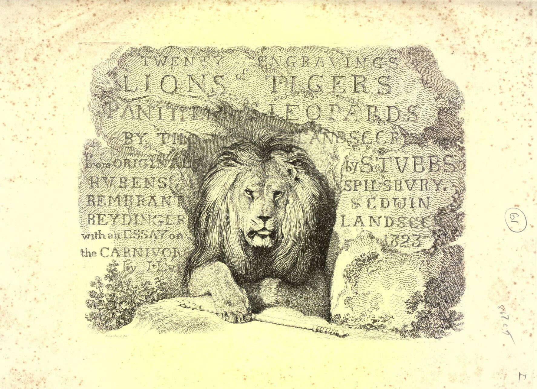 Image of Panthera leo senegalensis (J. N. von Meyer 1826)