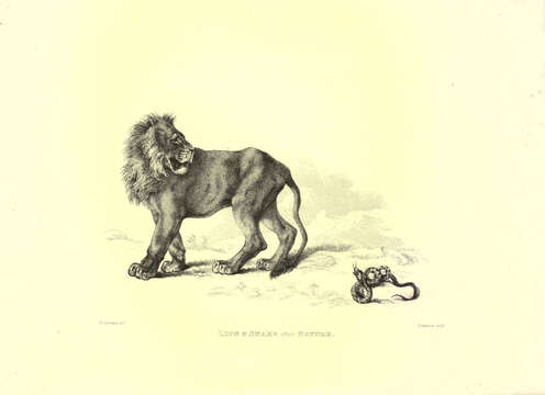 Image of Pantherinae