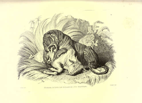 Image of Tiger