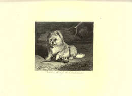 Image of dog