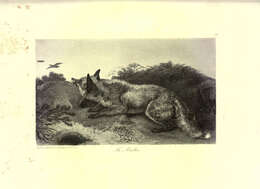 Image of Black Fox