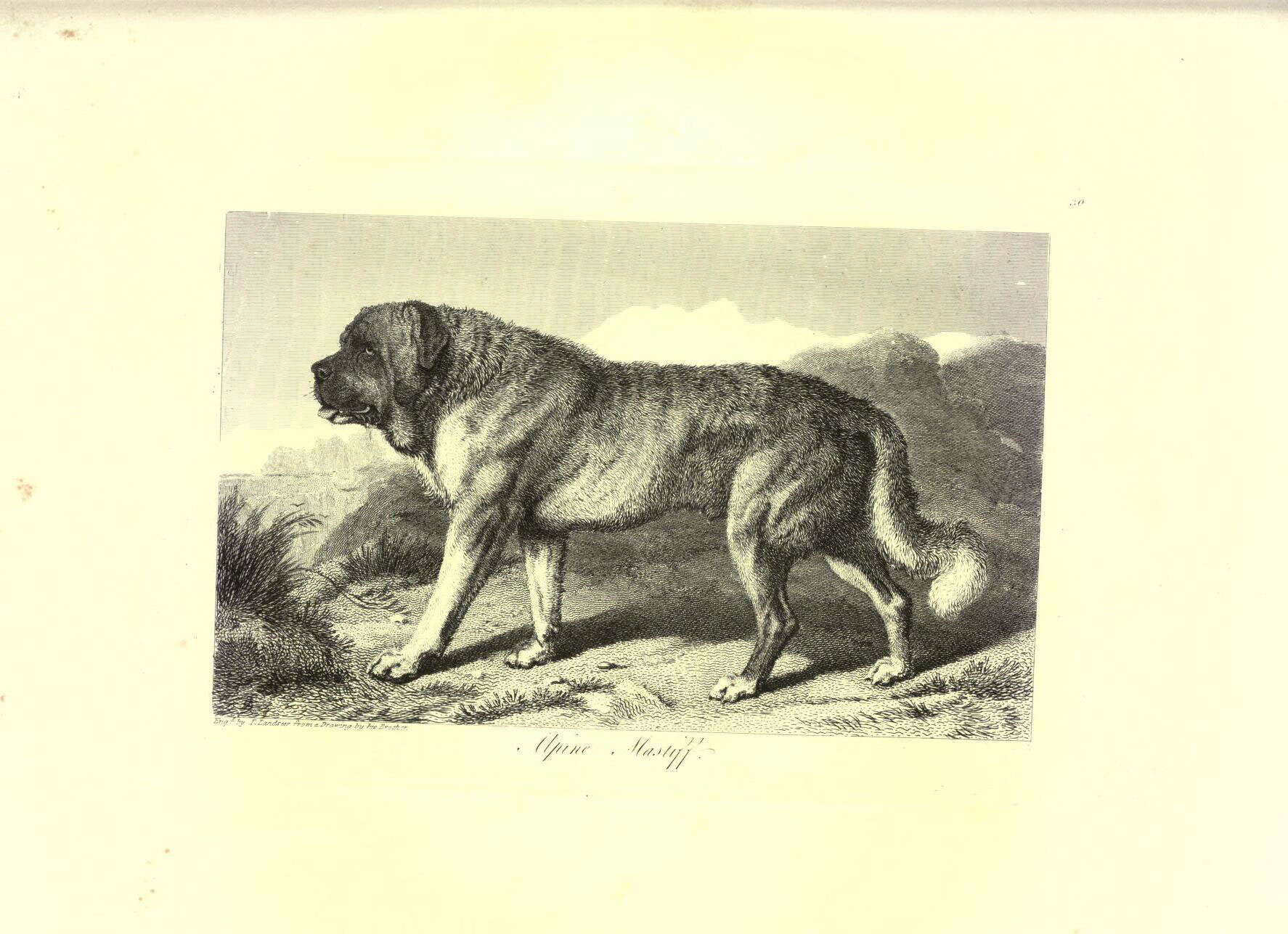 Image of dog