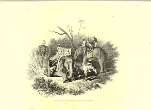 Image of Elephas Linnaeus 1758