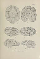 Imagem de Phoca Linnaeus 1758