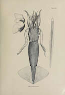Image of Boreoatlantic armhook squid