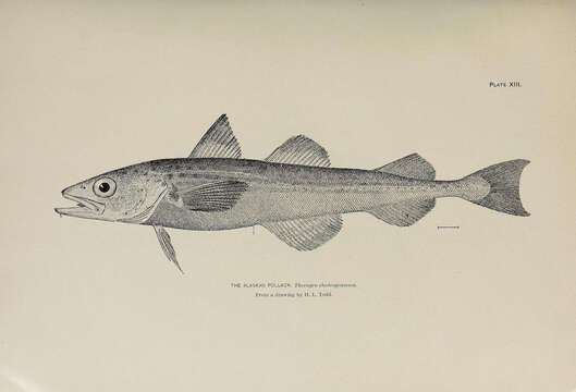 Image of Alaska pollock