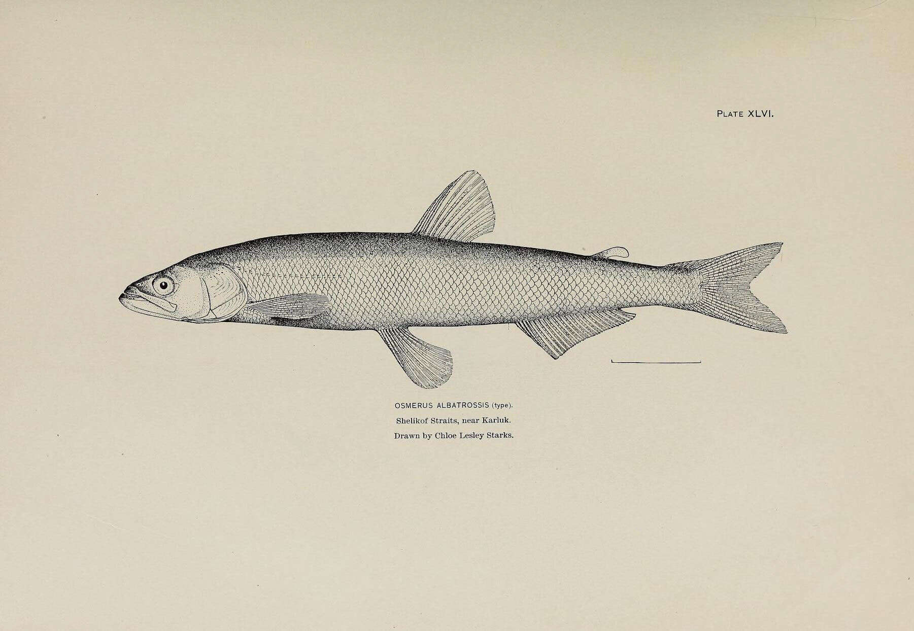 Image of Thaleichthys