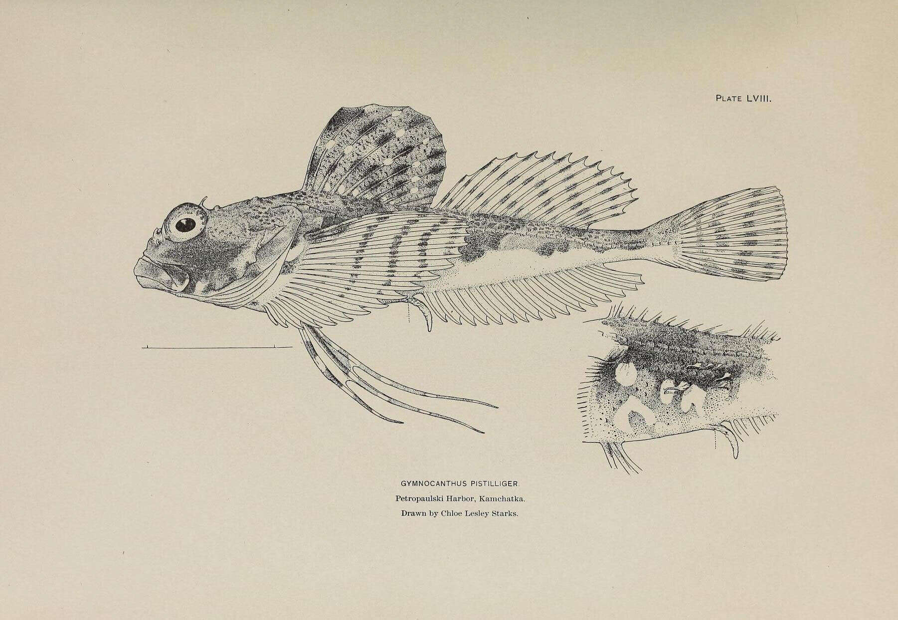 Image of Threaded sculpin