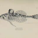 Image of Threadfoot sculpin