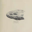 Image of Snowy sculpin