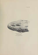 Image of Snowy sculpin
