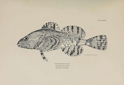 Imagem de Myoxocephalus stelleri Tilesius 1811