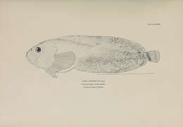 Image of Bartail snailfish
