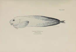 Image of Falcate snailfish
