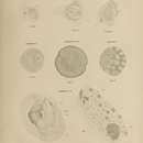 Image of Synoicum irregulare Ritter 1899