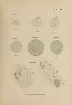 Image of Synoicum irregulare Ritter 1899