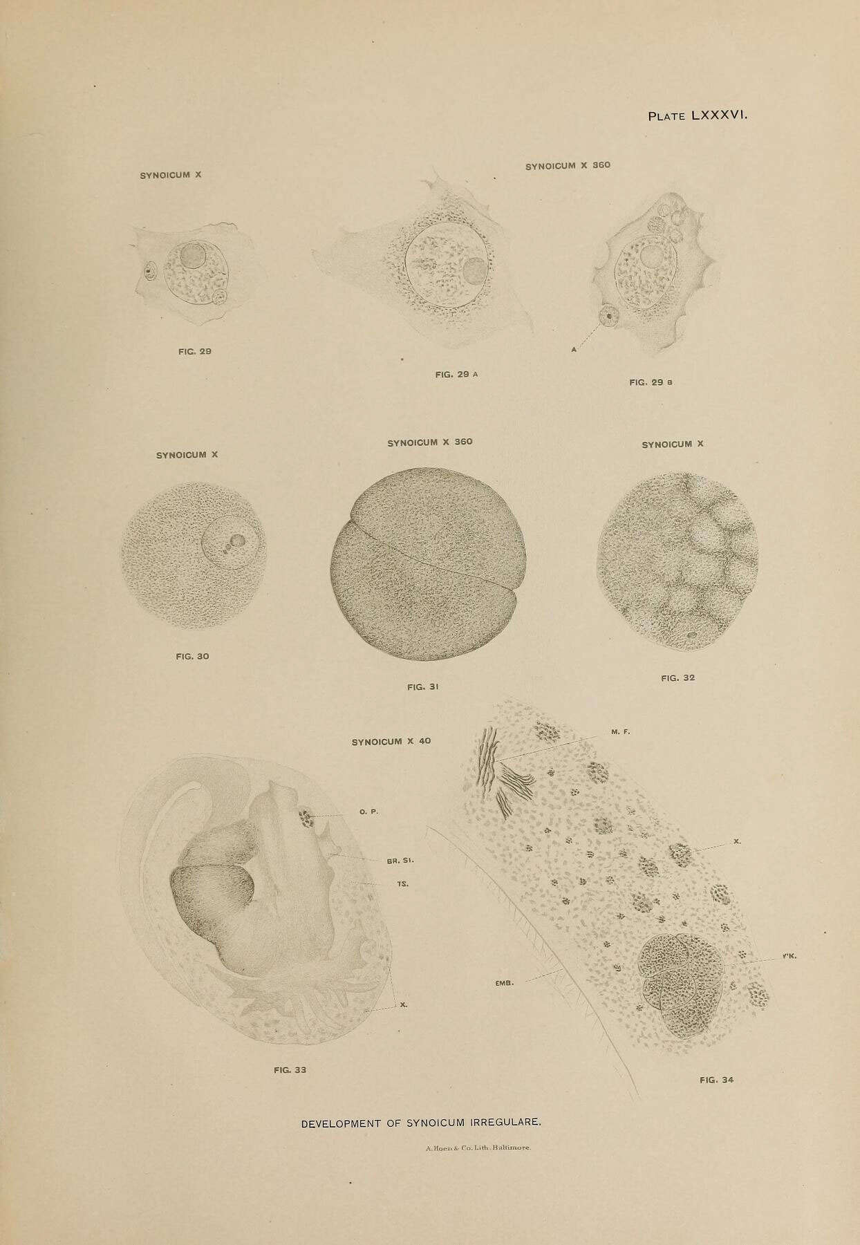 Image of Synoicum irregulare Ritter 1899