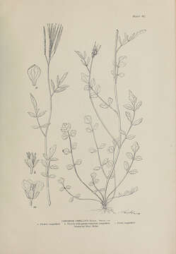 Image of Umbell's Bittercress