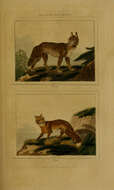 Imagem de Canis lupus lupus Linnaeus 1758
