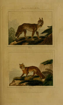 Imagem de Canis lupus lupus Linnaeus 1758