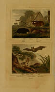 Image de Bathyergus Illiger 1811