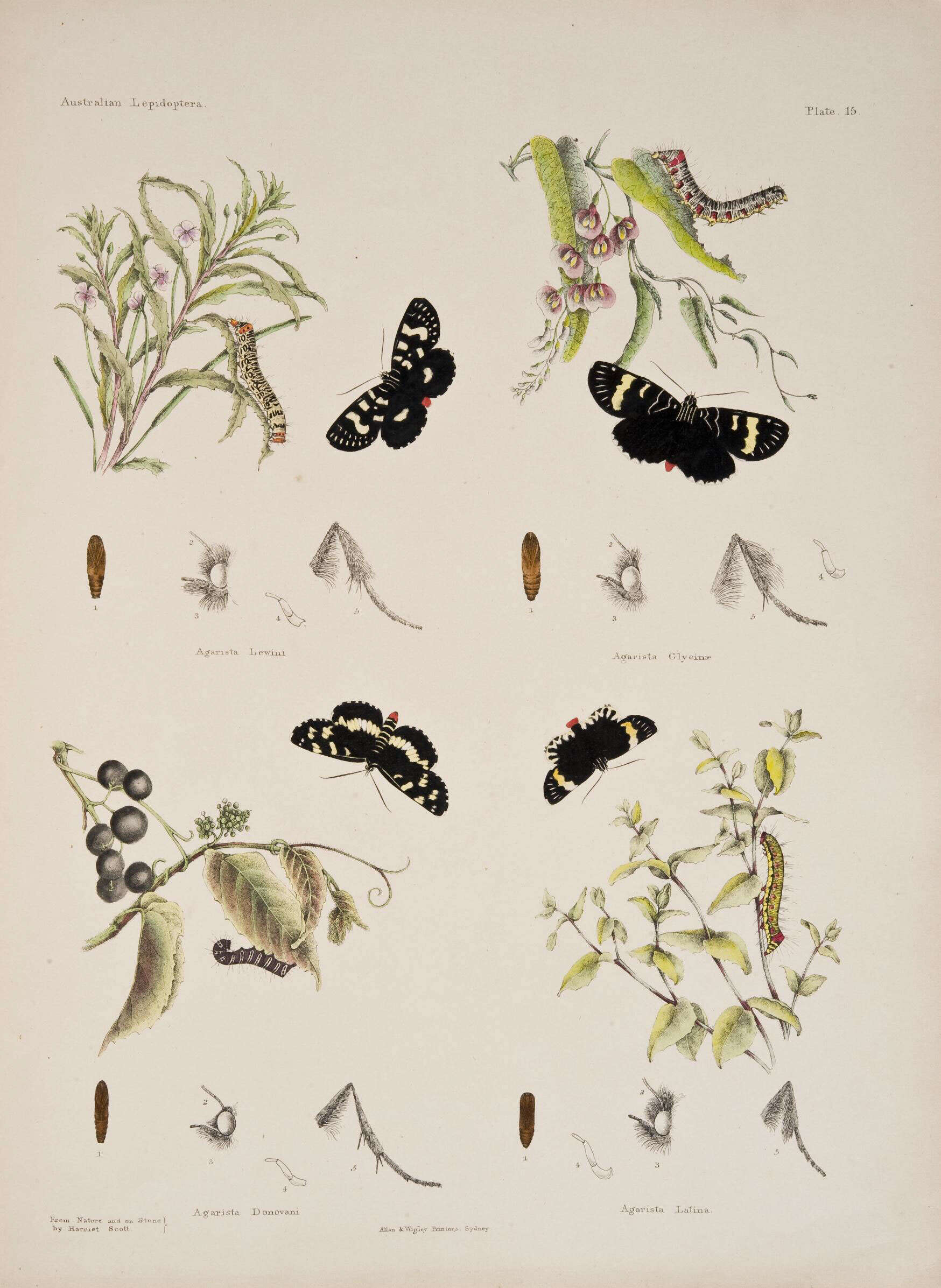 Image of Phalaenoides tristifica Hb. 1819